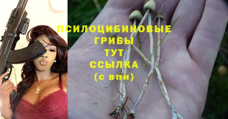 купить наркоту  hydra ССЫЛКА  Псилоцибиновые грибы Psilocybine cubensis  сайты даркнета состав  Зерноград 